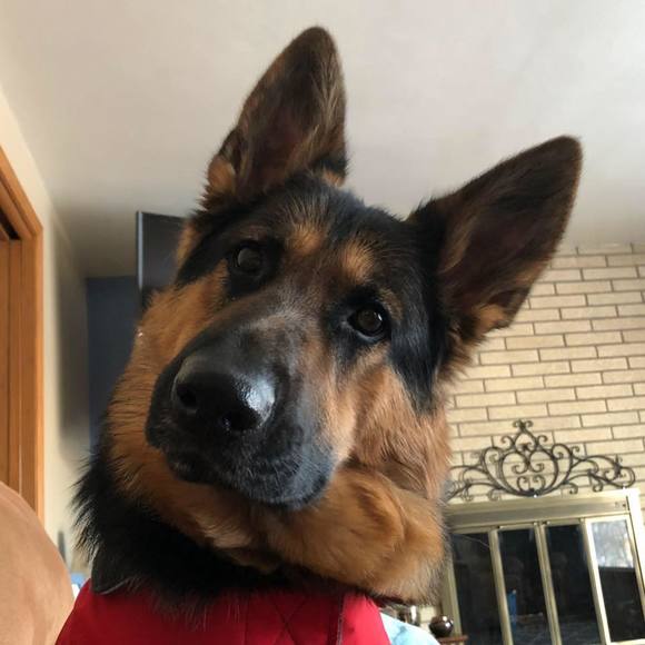 Meet your Posher, Deanna - Picture 3 of 16